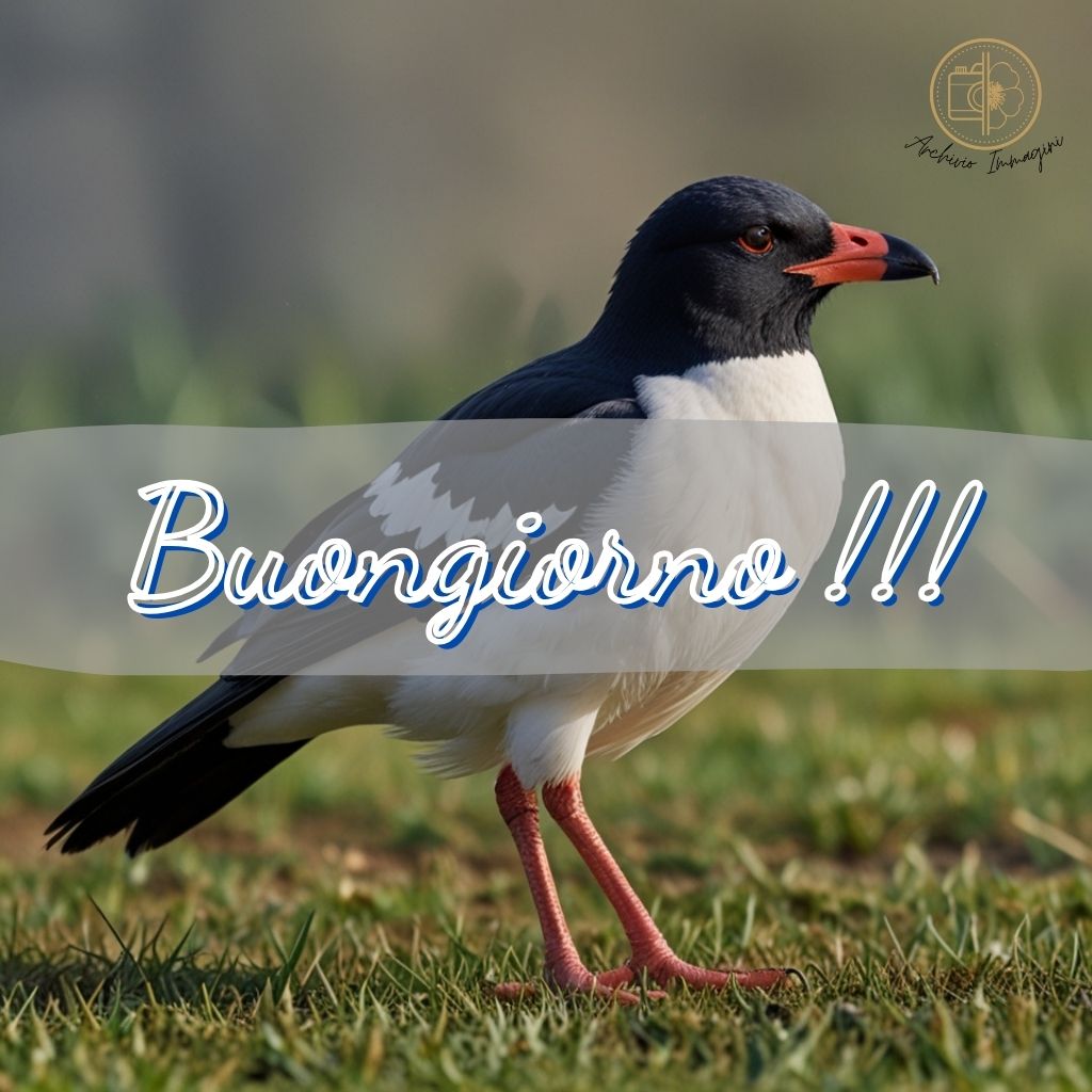 immagini buongiorno con uccellini 20