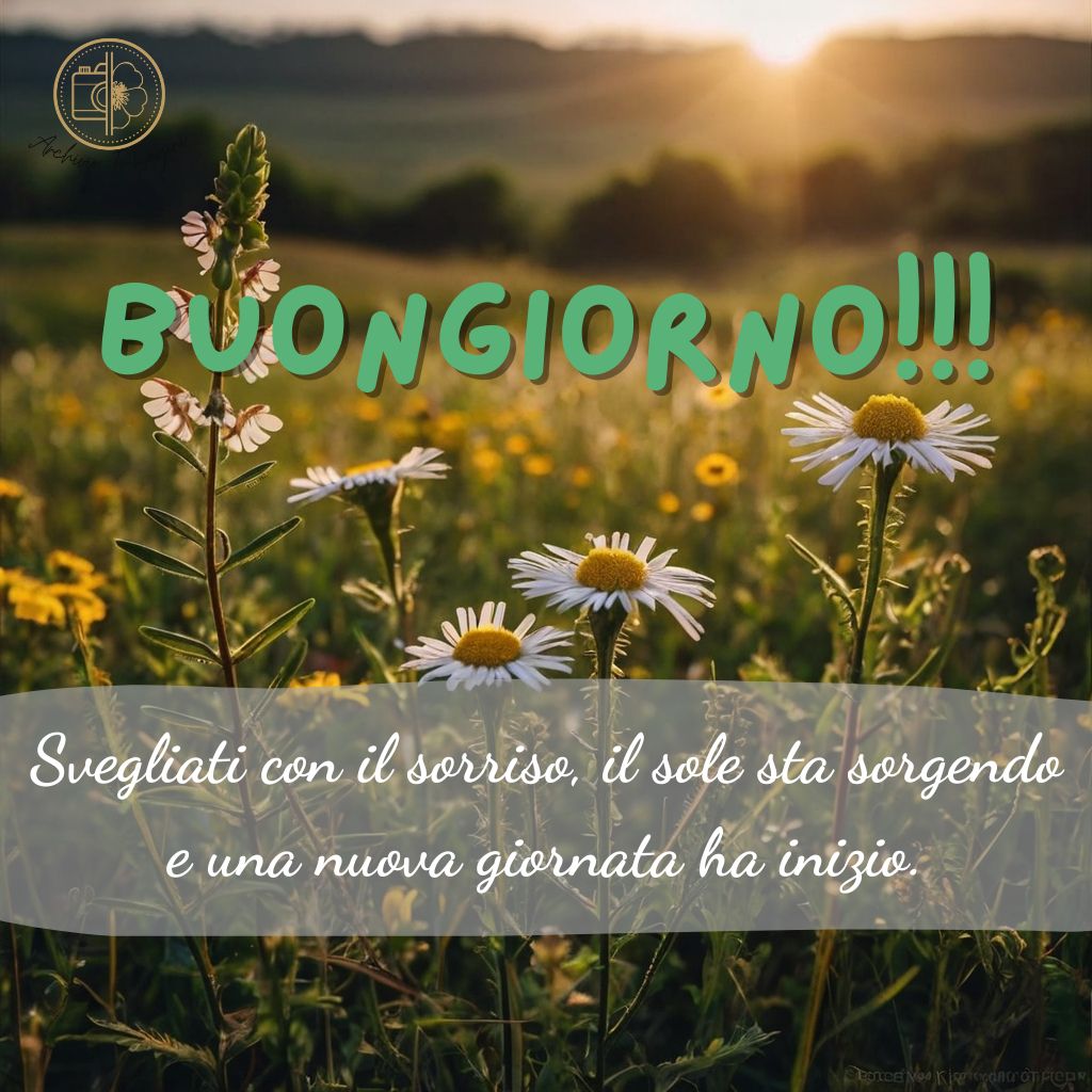 immagini buongiorno con fiori di campo 35