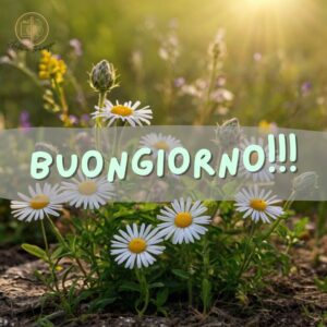 immagini buongiorno con fiori di campo 39