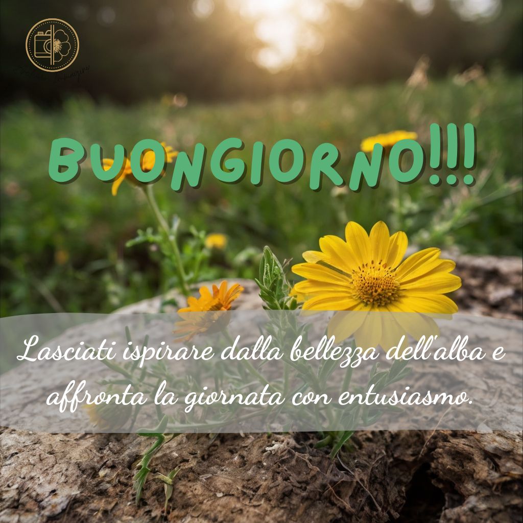 immagini buongiorno con fiori di campo 40