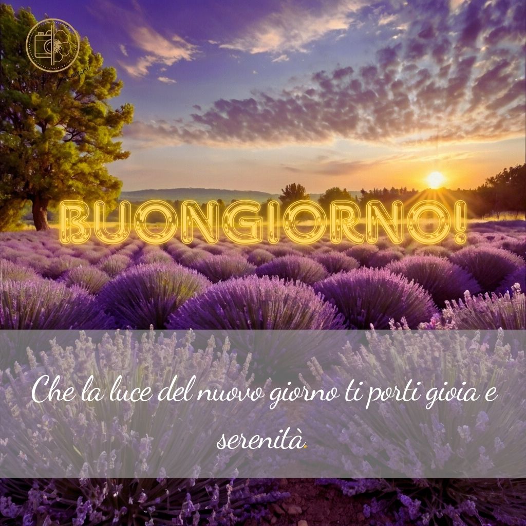 immagini buongiorno con fiori di lavanda 1