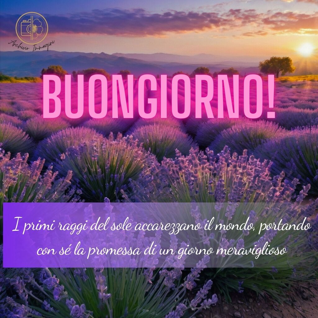 immagini buongiorno con fiori di lavanda 4