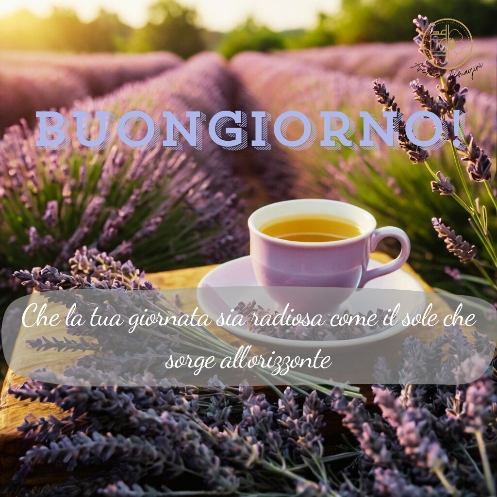 immagini buongiorno con fiori di lavanda 7