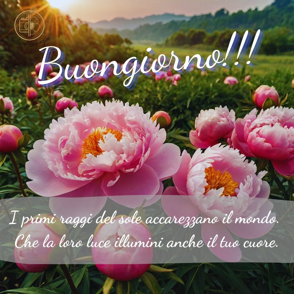 immagini buongiorno con peonie 33