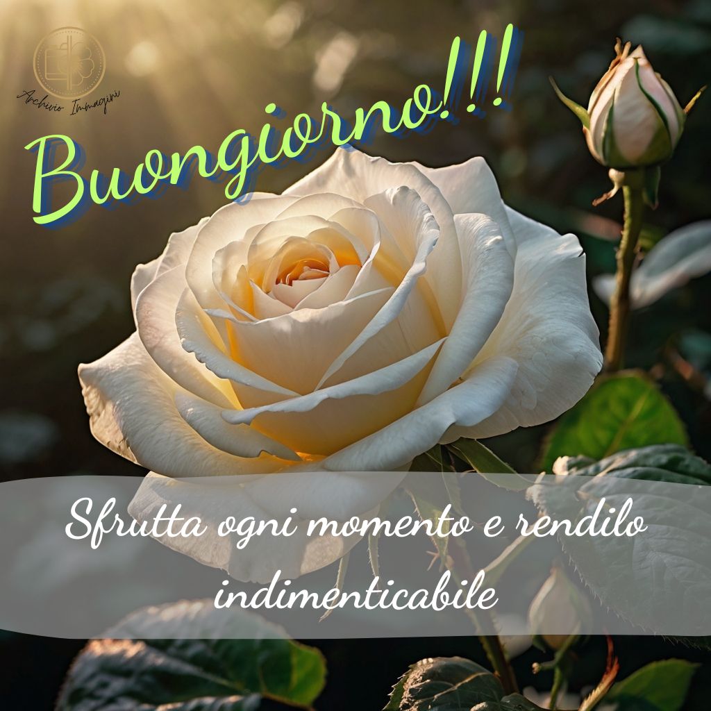 immagini buongiorno con rose 29