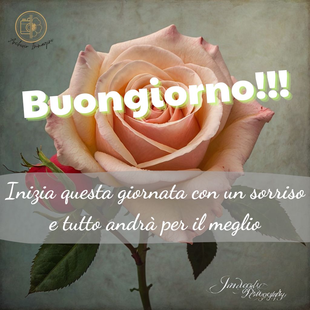 immagini buongiorno con rose 9