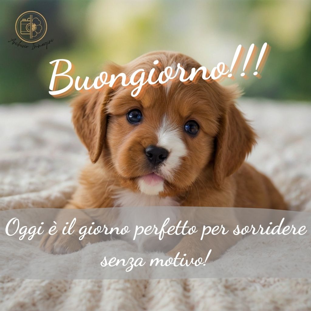 immagini di buongiorno con cani 1